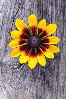 one rudbeckia flower on old wooden board background