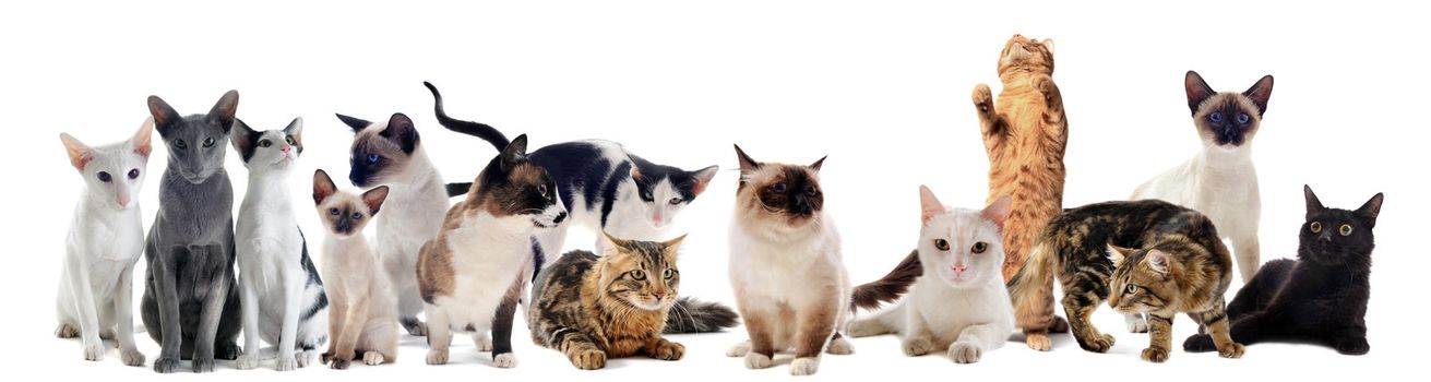 beautiful purebred cats on a white background