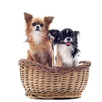 portrait of a cute purebred  chihuahuas in a basket  in front of white background