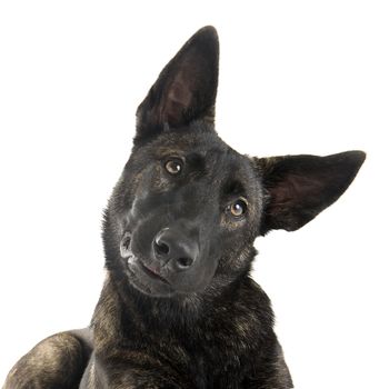 portrait of an holland shepherd in a studio