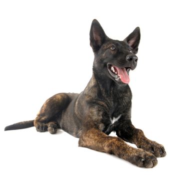 portrait of an holland shepherd in a studio