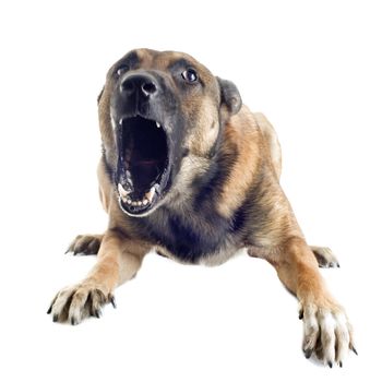 angry purebred belgian sheepdog malinois on a white background, focus on the eye