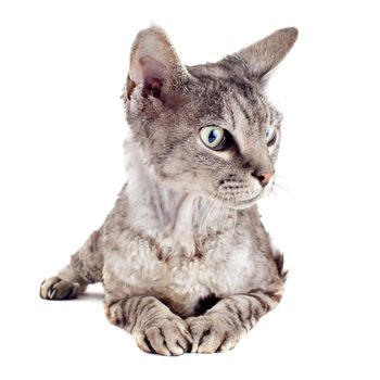 portrait of a purebred  devon rex cat on a white background