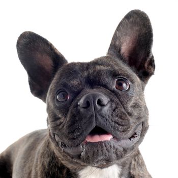 portrait of a purebred french bulldog  in studio