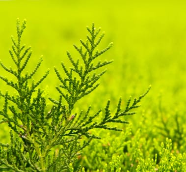 Branch leaves on natural with green background
