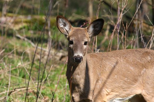 White-tail deer in morning sun body profile looking at camera