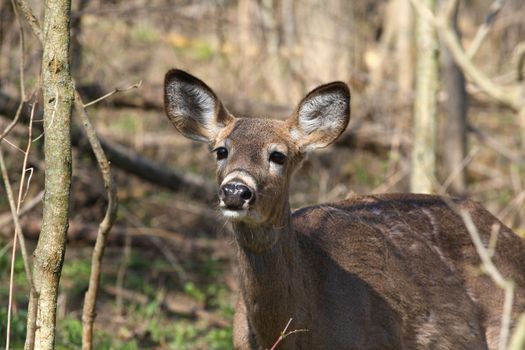 White-tail deer in morning sun smelling air for scent