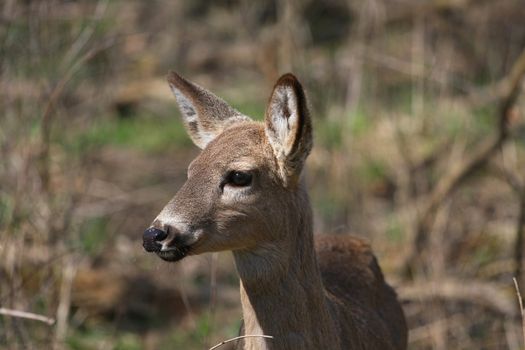 White-tail deer in morning sun profile of head looking left