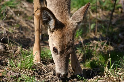 White-tail deer in morning sun head down feeding closeup