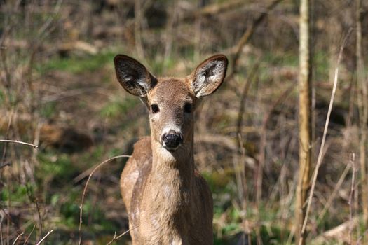 White-tail deer in morning sun head on view