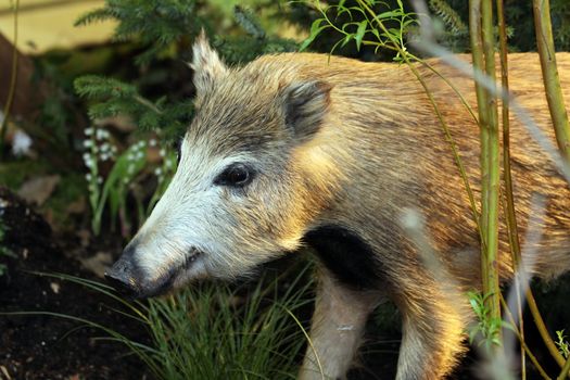 closeup of a wild boar in the wood