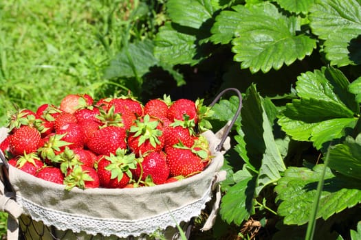 fresh, juicy and healthy strawberries, on green background