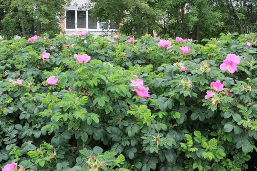 Blossoming dogrose. On a background are visible a row of trees and a double-glazed window