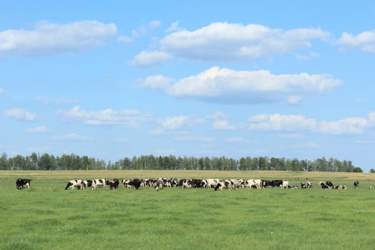 Rural landscape in the sunny august day. In the foreground the pasture with cows is visible, on a background the harvested grain field is visible