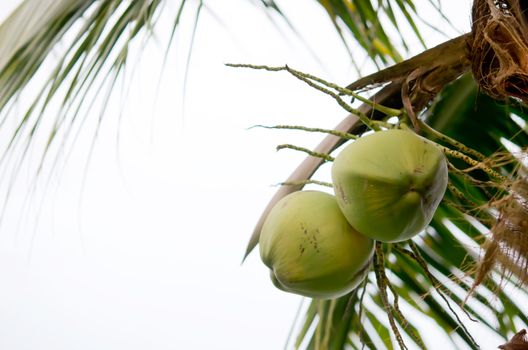 Clusters of coconut fruits hanging on palm tree