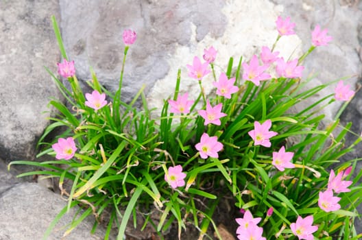 pink flower and green leaves on stone 