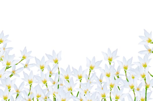 fresh white flower on white background