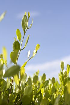 green leaves that help reduce global warming.