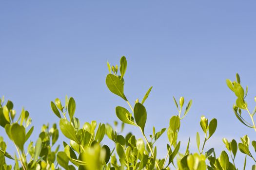 green leaves that help reduce global warming.