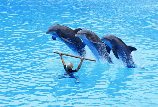 PUERTO DE LA CRUZ, TENERIFE - JULY 4: Dolphin show in the Loro Parque, which is now Tenerife's largest man made attraction with europe's biggest dolphin pool. July 4 2012 Puerto De La Cruz, Tenerife