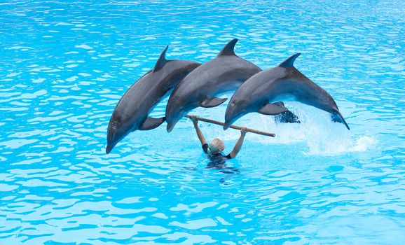 PUERTO DE LA CRUZ, TENERIFE - JULY 4: Dolphin show in the Loro Parque, which is now Tenerife's largest man made attraction with europe's biggest dolphin pool. July 4 2012 Puerto De La Cruz, Tenerife