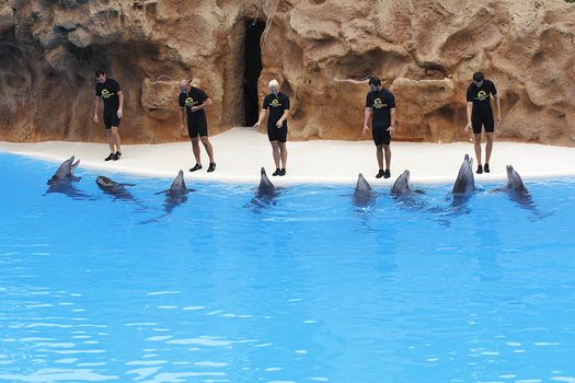 PUERTO DE LA CRUZ, TENERIFE - JULY 4: Dolphin show in the Loro Parque, which is now Tenerife's largest man made attraction with europe's biggest dolphin pool. July 4 2012 Puerto De La Cruz, Tenerife