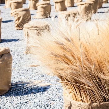 Wheat sacks during a sunny day in a warm  summer season
