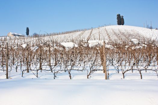 Unusual image of a wineyard in Tuscany (Italy) during winter time