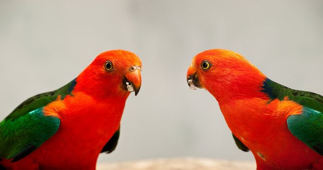 Red Head male Australian King Parrot Alisterus scapularis native birds close-up