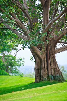 Trees that were several years in the wild