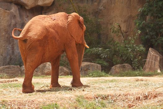 The African elephant has beautiful buttocks
