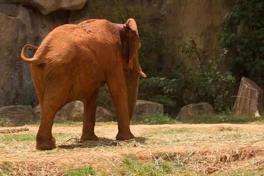 The African elephant has beautiful buttocks