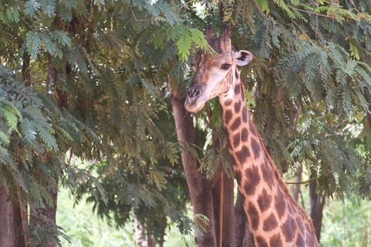 The long neck of giraffe looking for food