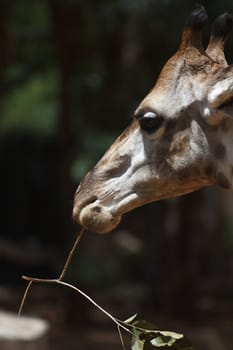 The giraffe is chewing the leaves for food