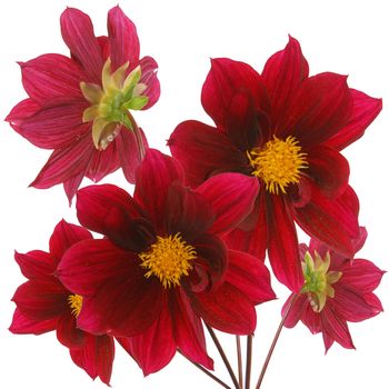 Bouquet flower isolated white background