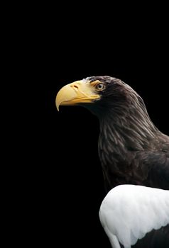 Portrait of young eagle with yellow beak and white wings on black background