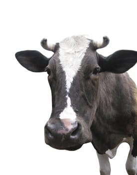 Black-and-white cow isolated on the white background