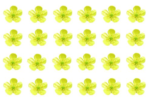 Image of a number of yellow buttercups