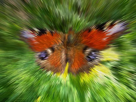 The butterfly of peacock eye as unusual background