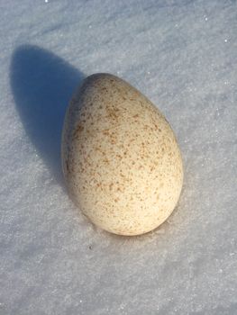 Landscape with egg of turkey on the snow