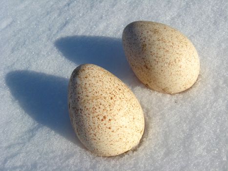 Two eggs of turkey lying on the snow