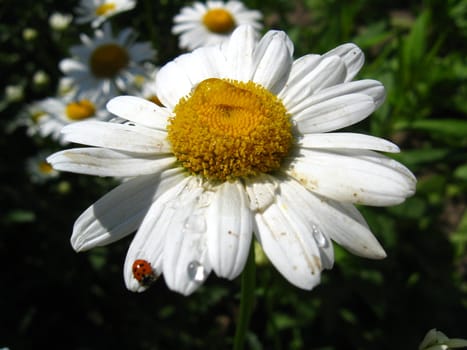 a little ladybird on the white chamomile