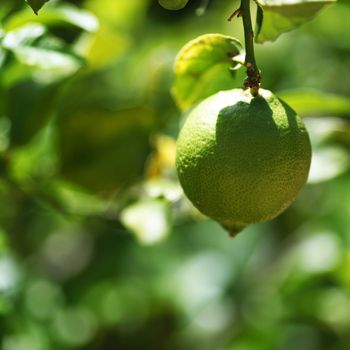 Lemon close up