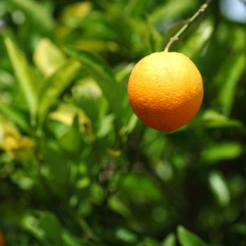 branch orange tree fruits green leaves in Valencia Spain
