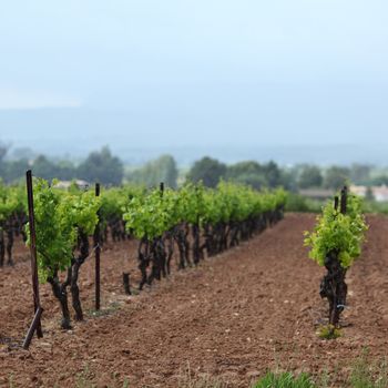 Vineyard in france