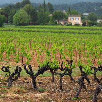 Vineyard in france