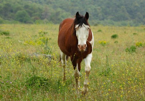 Horse on summer meadow