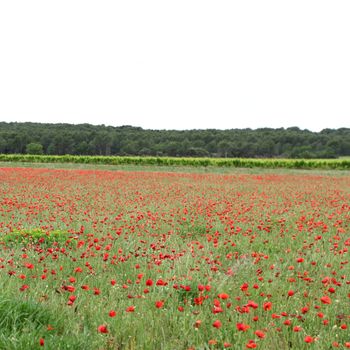 Field of poppies with beauty sky