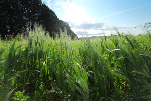Summer field of wheat