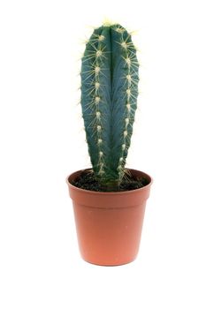 Close-up of a green prickly cactus in pot